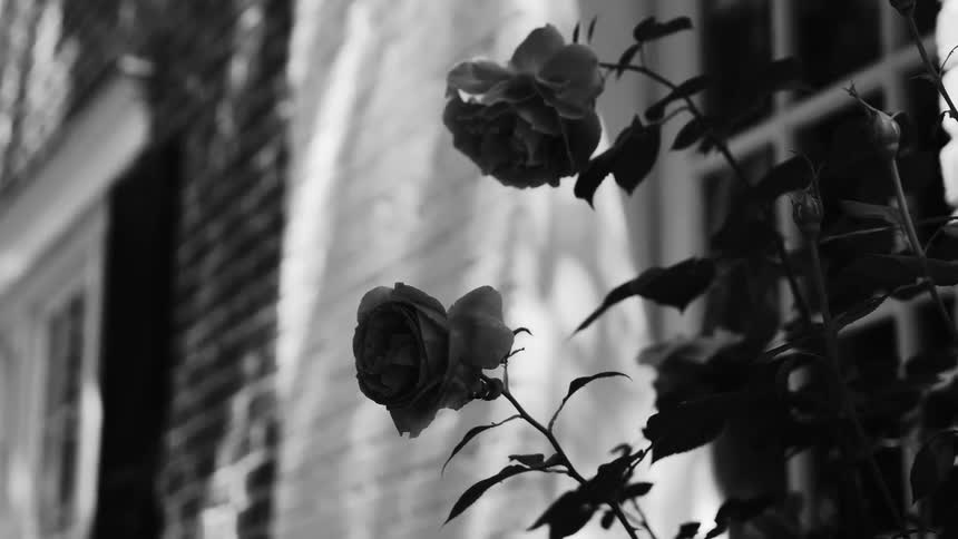 A black and white close up of two roses in bloom on the side of a house