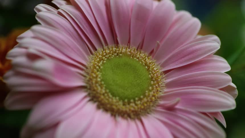 Close up of a pink flower with a yellow and greenish core