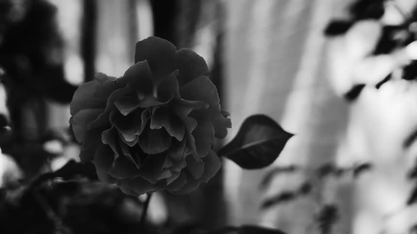 Black and white footage of a rose in full bloom