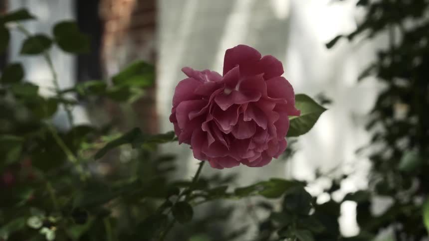 A pink flower grows outside a home in a suburb