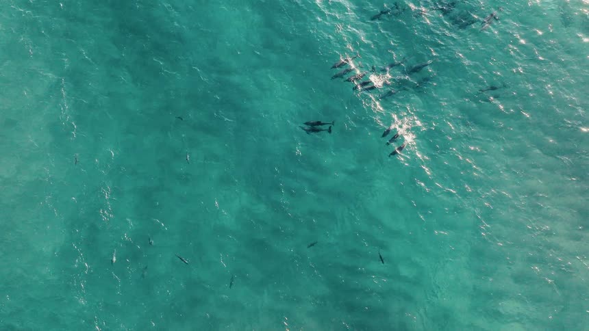 Dolphins swim under the waves