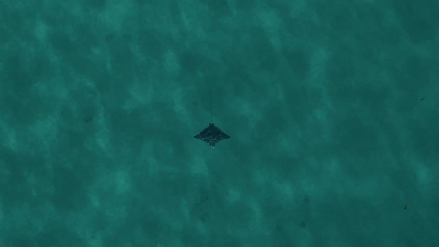 A manta ray floats underwater