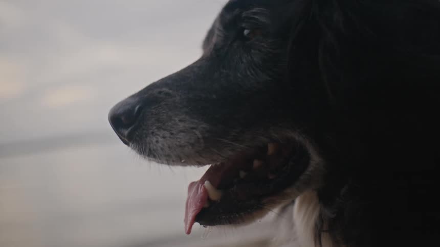 Close up of a dogs face