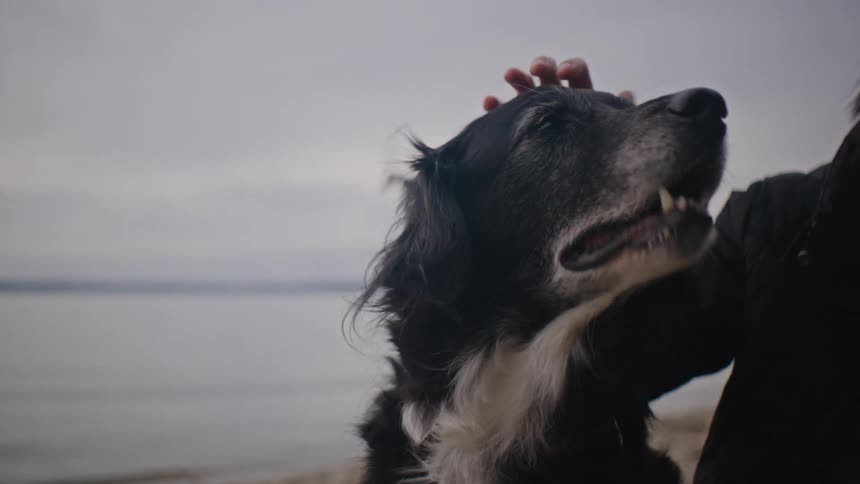 Woman on the beach next to her dog