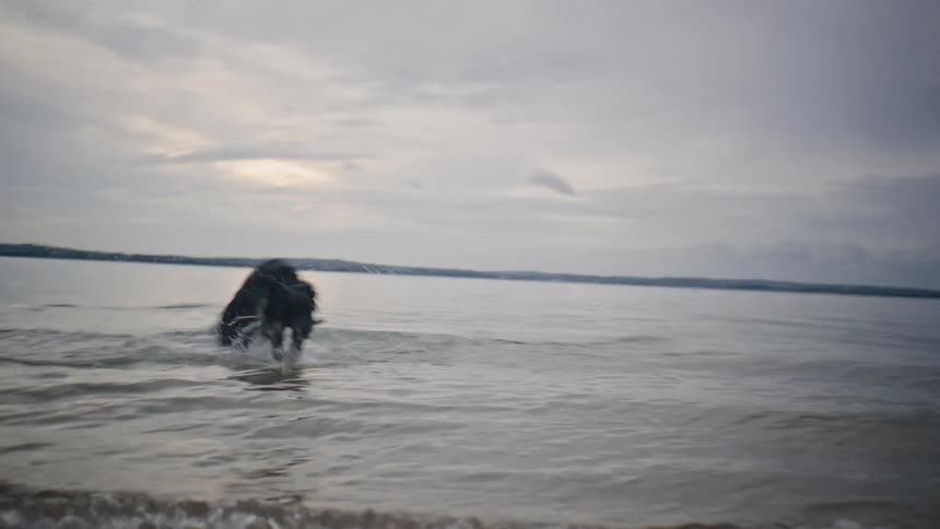 Dog running in the sea having fun