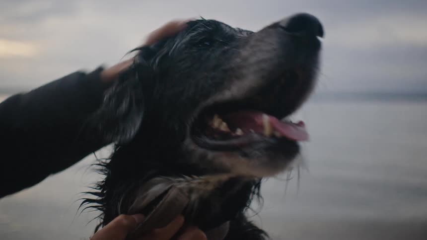 A woman pets a wet dog on a beach with a lake and a cloudy sky in the background