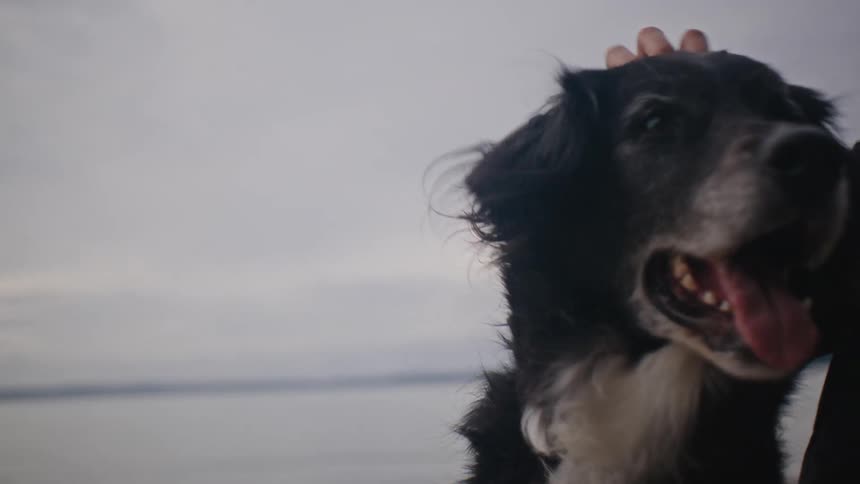 A woman pets a dog on a beach with a lake and a cloudy sky in the background