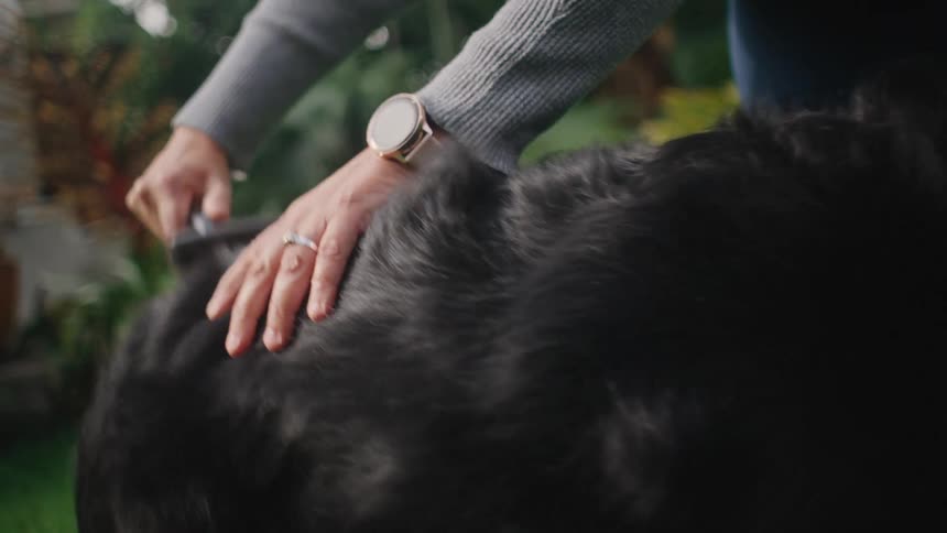 A person grooms a large black dog outdoors using a brush or comb on its fur