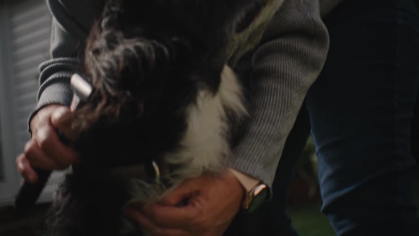 A woman is brushing her black and white dogs coat