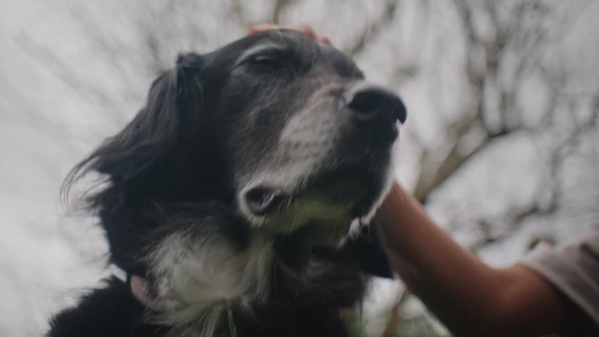 Dog receiving affection from a person