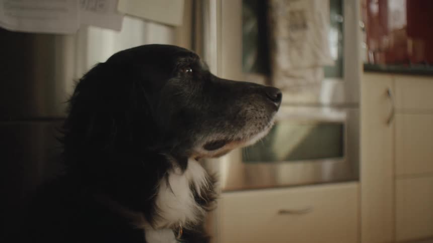 Dog looking to the side while inside the house
