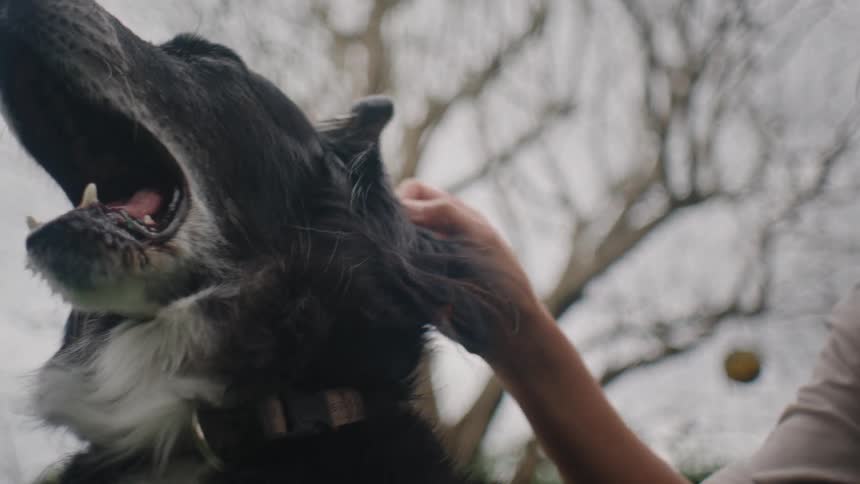 Woman combing a dog