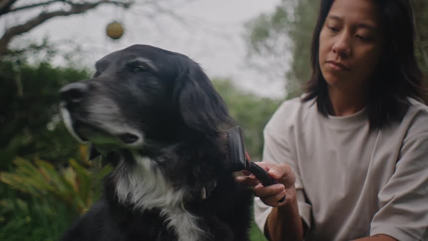 A young asian man brushes his black dogs coat while they sit outdoors