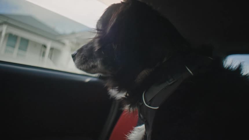 A black and white dog looks out the window of a car