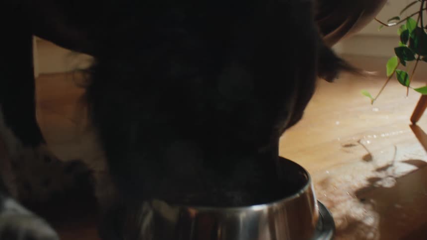 Dog eating from a bowl