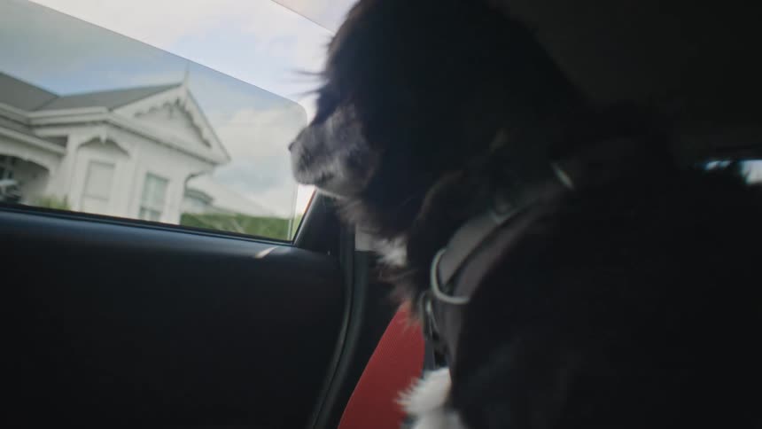Dog in the window of a moving car in the back seat