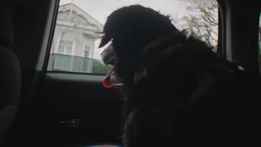 Dog with tongue out looking out the window of a moving vehicle