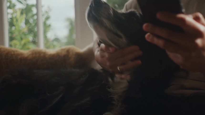 A woman looking at a smartphone sits on a couch at home petting a dog near a window