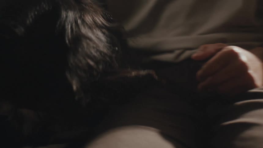 Dog lying on the couch and receiving a pet from a person