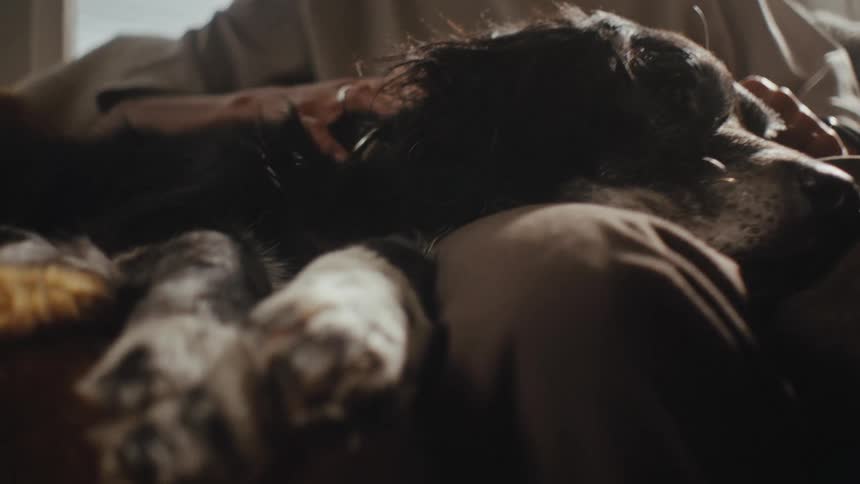 A woman sits on a couch at home petting a dog near a window