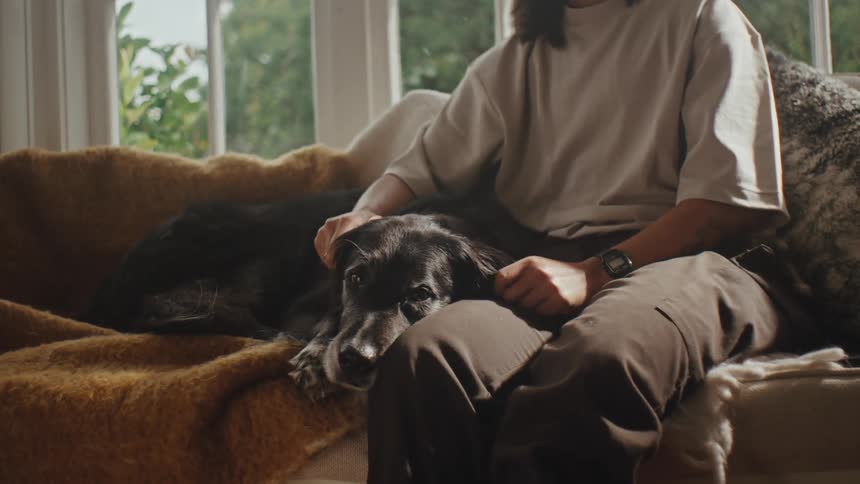 A person pets a black dog on a couch in a cozy setting