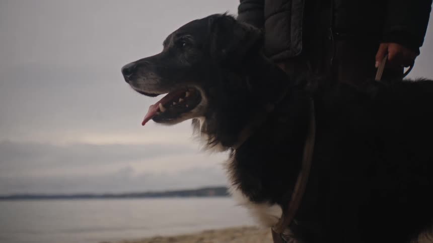 A woman holds her dog on a leash at the beach