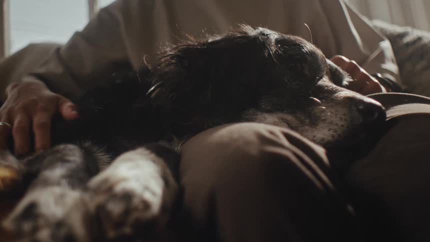A woman sits on a couch at home petting a dog near a window