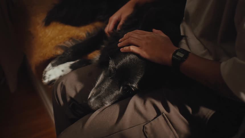 Dog lying on a persons lap and receiving affection