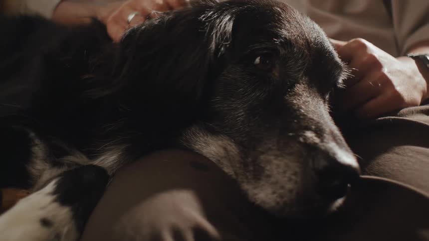 Dog lying on a persons lap and receiving affection