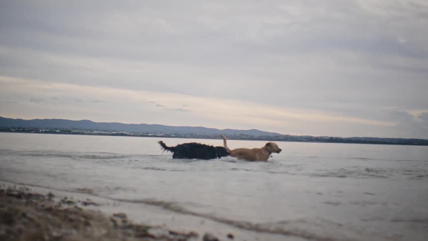 Two dogs running in the sea playing