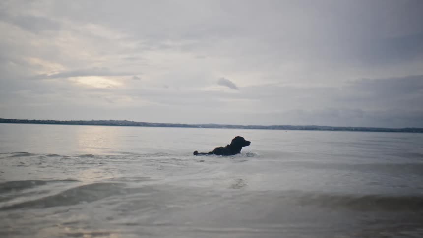 Dog running and jumping in the calm sea