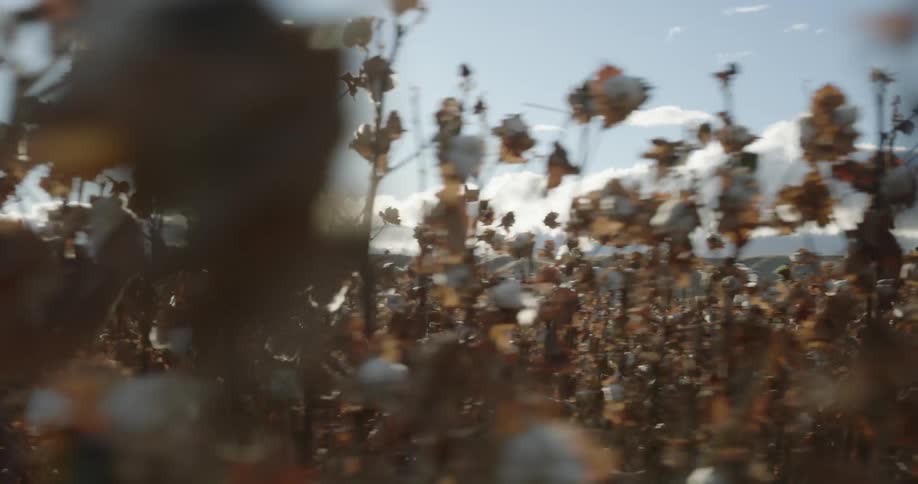 A cotton field in the daytime