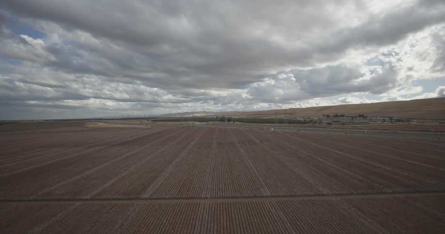 A large cotton field
