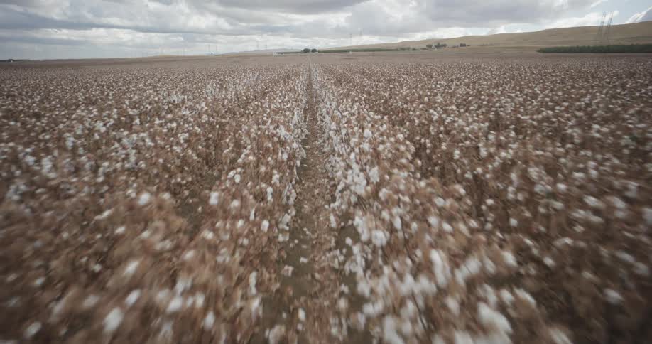 Flying over a cotton field