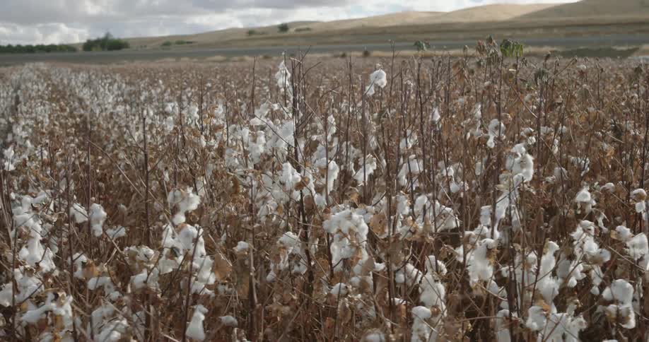 Cotton farm field