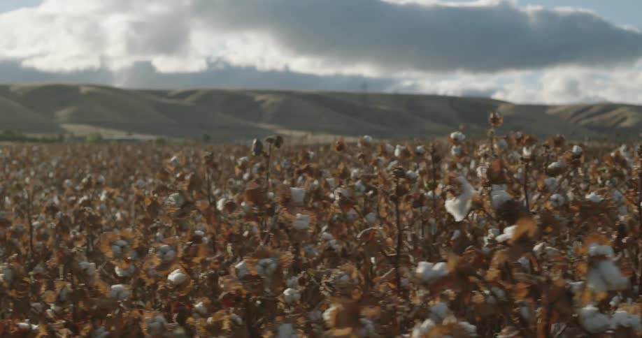Field with cotton plants and mountains in the background