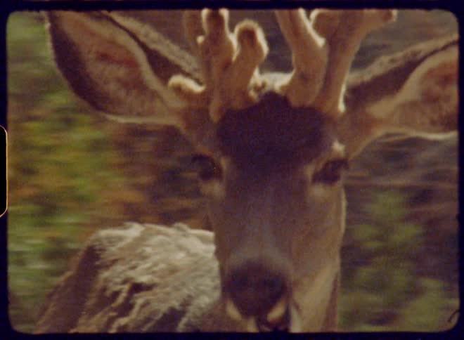 Closeup of a deers head
