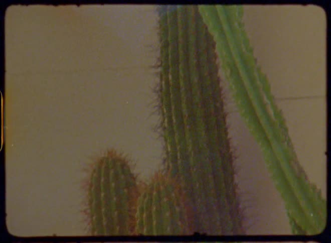 Green cacti with several vertical segments next to a wall