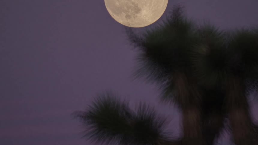 Full moon in a purple sky with pine branches in the foreground
