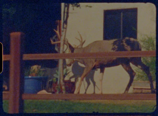 A deer walks past a house