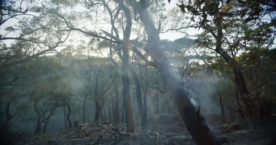 Partially burned forest with smoke billowing out