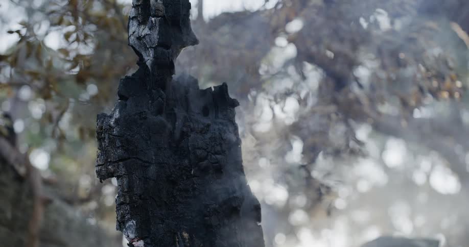 A burnt log in a forest emits smoke
