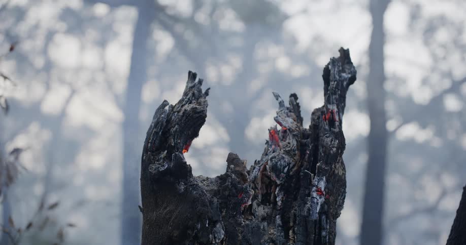 Burning trunk of a tree in the woods glows in spots while it chars