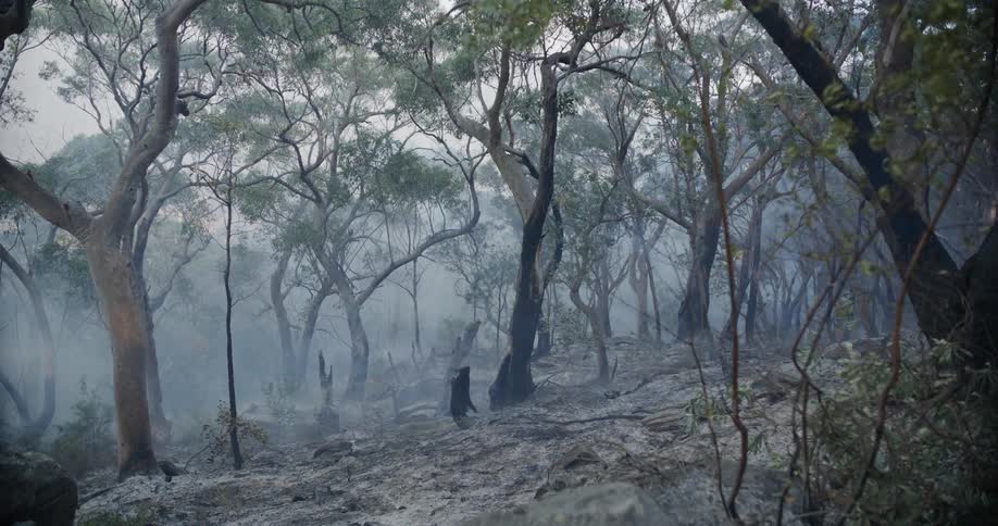 Smoke rises from a partially burned forest