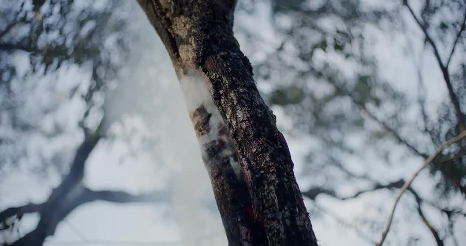 Smoke rises from a smoldering tree trunk
