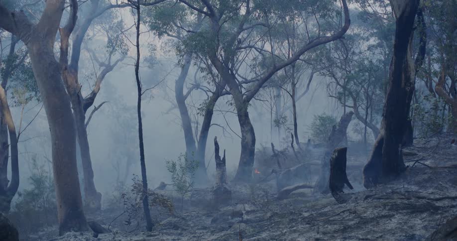 The forest is almost completely burned up