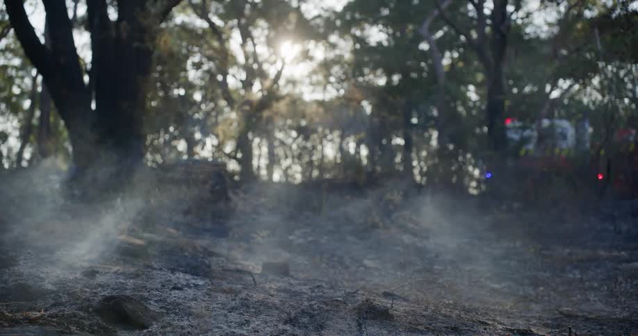 Smoke is moving through the forest