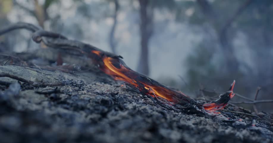 Small ember of fire on the ground of a forest