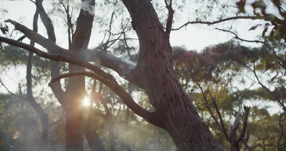 Smoke rises from the burning tree