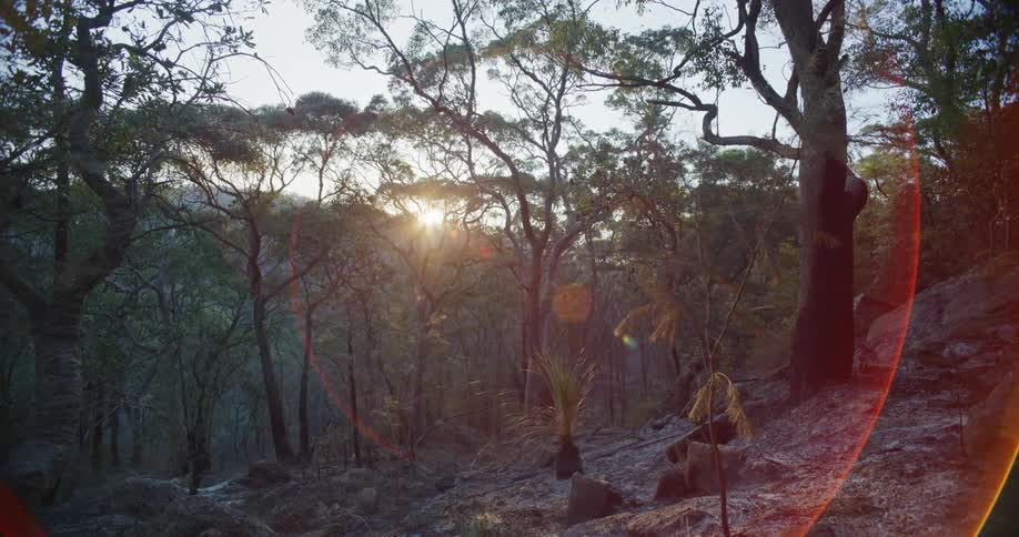 Rising sun casts a glare onto the trees and the frosted ground of a forest
